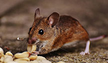 24 Hour & Emergency Exterminators in London, WV